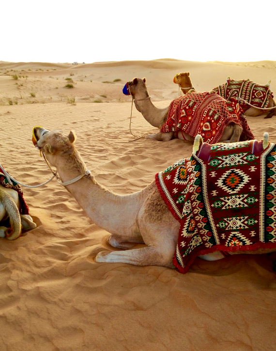 Dubai with Purple Routes featured image