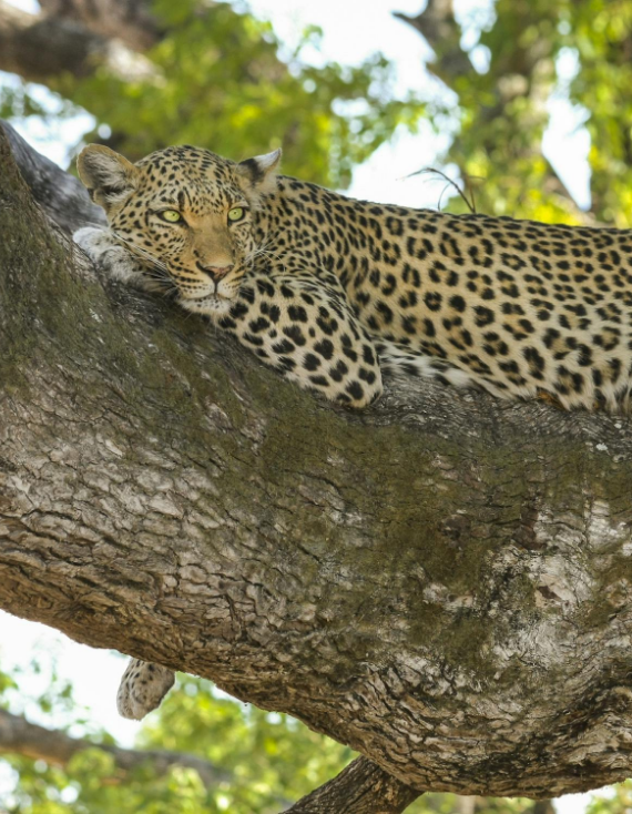Guided Leopard Safari in Yala with a Stay at Wild Coast Tented Lodge