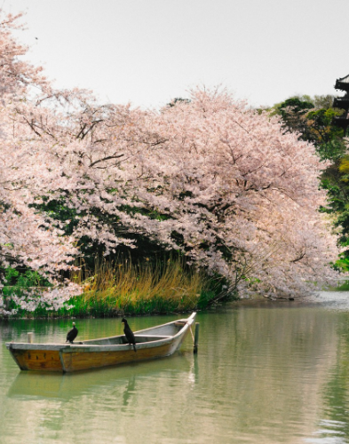 Japan Cherry Blossom