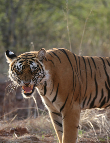 Top 10 Luxury Experiences in India for 2025