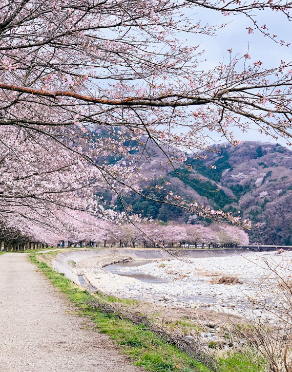 Japan Cherry Blossom