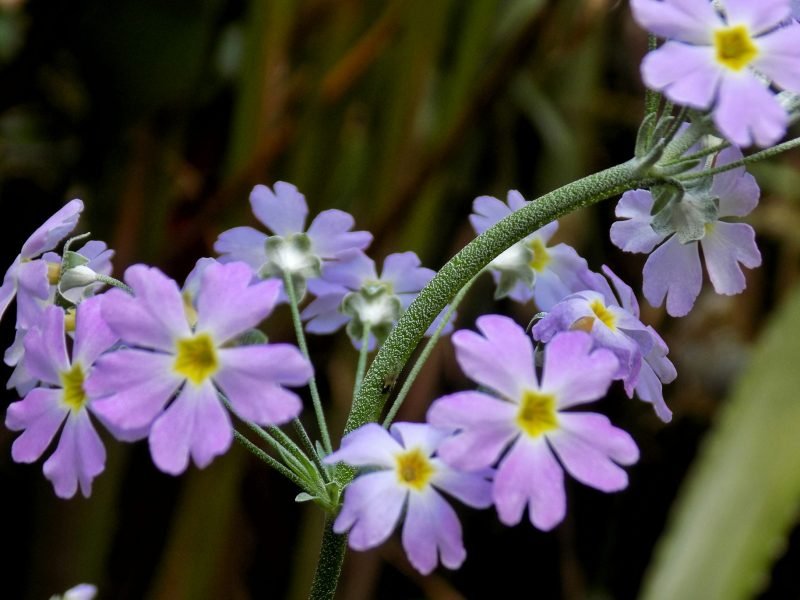 ahe-phucho-dyxWDzc0HIc-unsplash