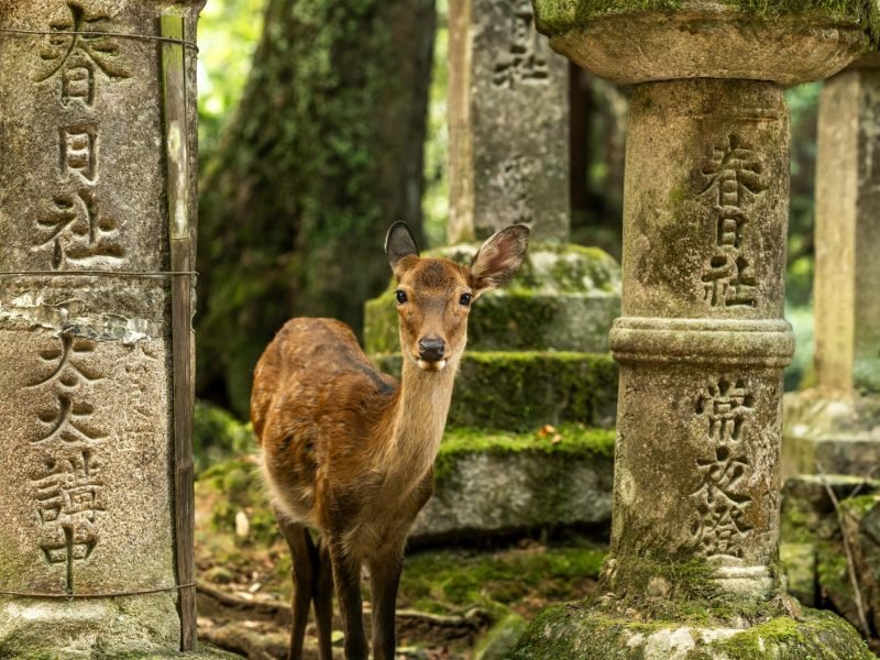 maxence-pira-akIUvhV1JQI-unsplash-min